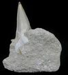 Otodus Shark Tooth Fossil In Rock - Eocene #60200-1